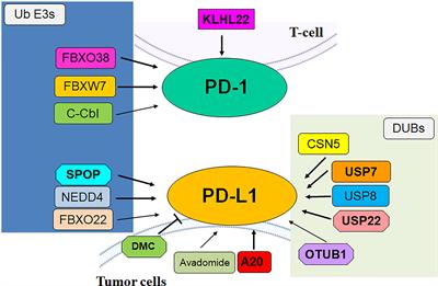 The E3 ubiquitin ligases regulate PD-1/PD-L1 protein levels in tumor microenvironment to improve immunotherapy